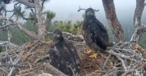 https://webzoo.online/
Big Bear Bald Eagles Jackie